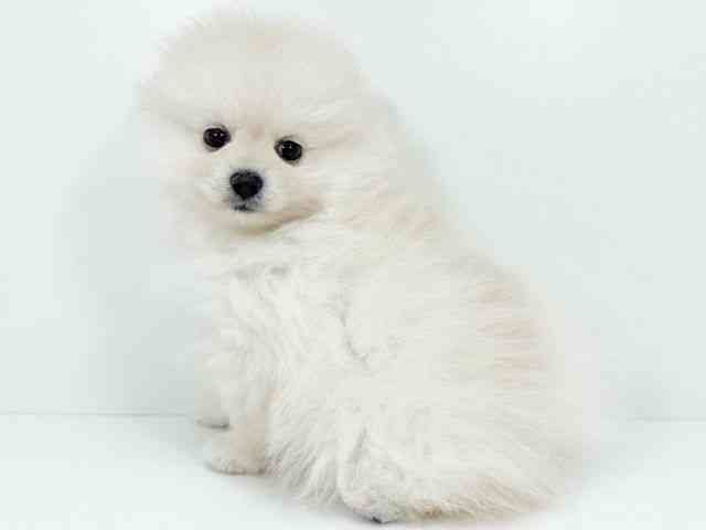 京都府のポメラニアン (ひごペットフレンドリーイズミヤショッピングセンター八幡店/2025年10月18日生まれ/女の子/クリーム)の子犬の2枚目の画像