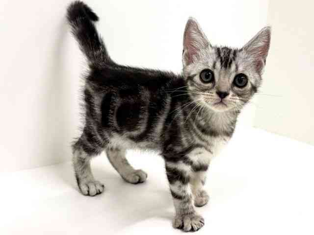 福岡県のアメリカンショートヘアー (ひごペットフレンドリーリバーウォーク北九州店/2025年10月17日生まれ/女の子/シルバータビー)の子猫