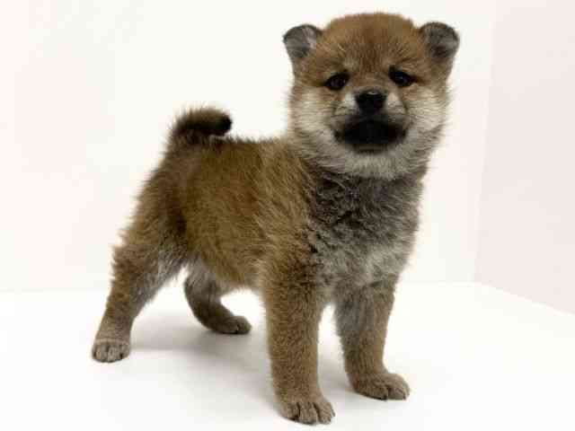 大阪府の柴犬(標準サイズ) (ひごペットフレンドリーくずはモール店/2025年10月18日生まれ/女の子/赤)の子犬の2枚目の画像