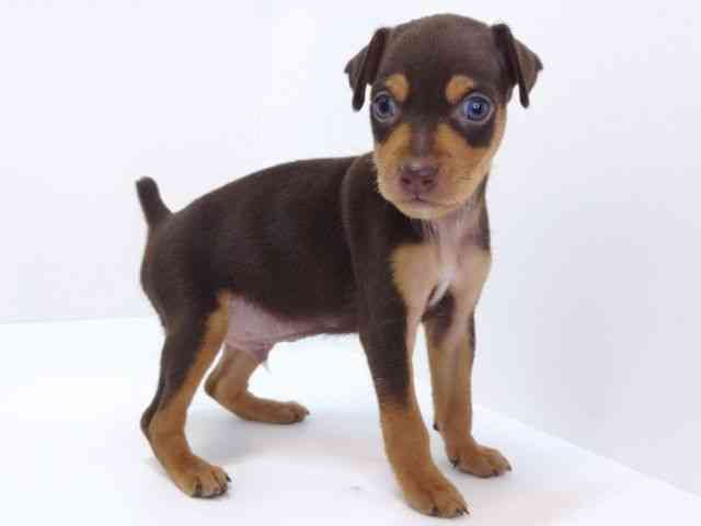 大阪府のミニチュアピンシャー (ひごペットフレンドリーいこらもーる泉佐野店/2025年10月18日生まれ/男の子/チョコレートタン)の子犬の2枚目の画像