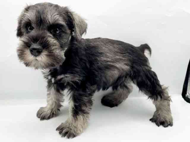 奈良県のミニチュアシュナウザー (ひごペットフレンドリートナリエ大和高田店/2025年10月17日生まれ/男の子/ソルトペッパー)の子犬の2枚目の画像