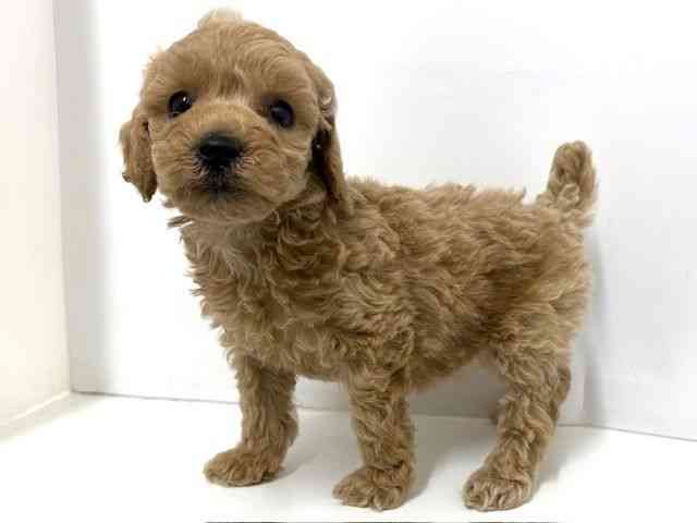 大阪府のトイプードル(トイ) (ひごペットフレンドリーベルファⅡ都島店/2025年10月17日生まれ/女の子/アプリコット)の子犬の2枚目の画像