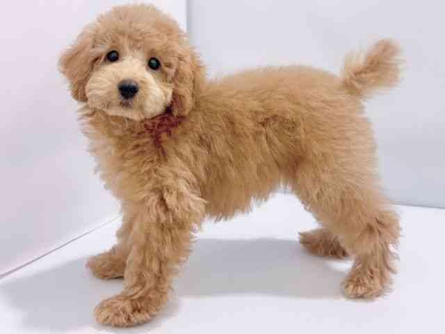 大阪府のトイプードル(トイ) (ひごペットフレンドリーイズミヤショッピングセンター千里丘店/2025年10月17日生まれ/女の子/レッド)の子犬の2枚目の画像