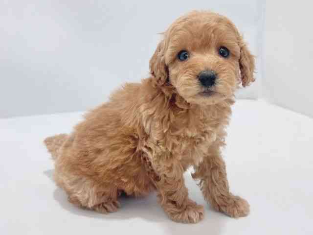 大阪府のトイプードル(トイ) (ひごペットフレンドリーイズミヤショッピングセンター千里丘店/2025年10月17日生まれ/女の子/レッド)の子犬の2枚目の画像