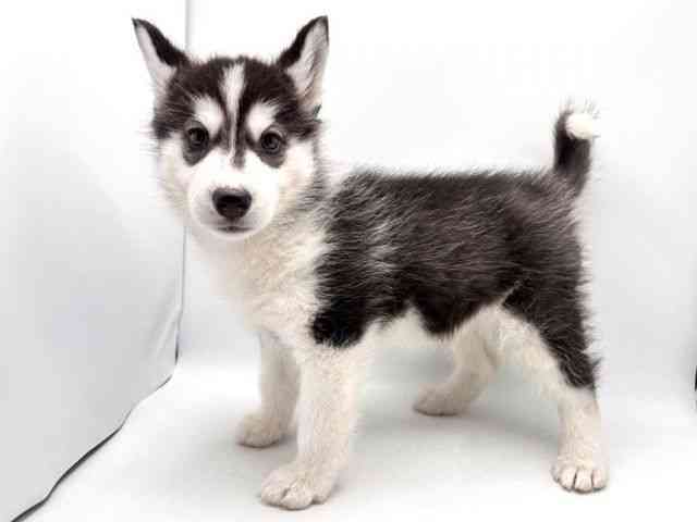 奈良県のシベリアンハスキー (ひごペットフレンドリー田原本店/2025年10月18日生まれ/女の子/ブラックホワイト)の子犬の2枚目の画像