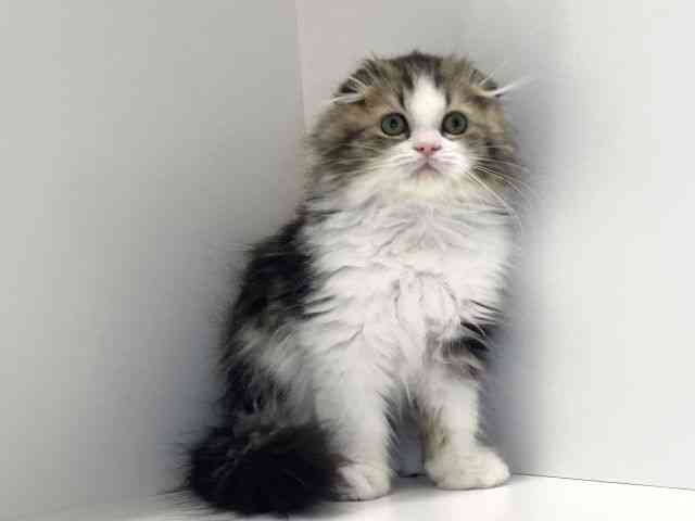 兵庫県のスコティッシュフォールド (ひごペットフレンドリーイトーヨーカドー明石店/2025年10月18日生まれ/男の子/ブラウンタビーホワイト)の子猫の2枚目の画像