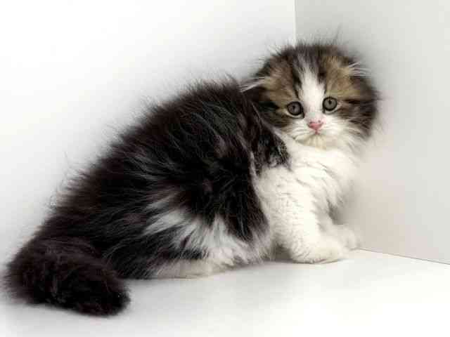 兵庫県のスコティッシュフォールド (ひごペットフレンドリーイトーヨーカドー明石店/2025年10月18日生まれ/男の子/ブラウンタビーホワイト)の子猫の2枚目の画像