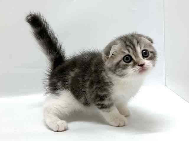 大阪府のスコティッシュフォールド (ひごペットフレンドリーアクロスプラザ住之江店/2025年10月18日生まれ/男の子/ブルータビーホワイト)の子猫の2枚目の画像