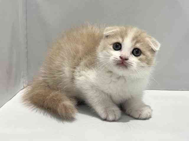 大阪府のスコティッシュフォールド (ひごペットフレンドリーセブンパーク天美店/2025年10月18日生まれ/男の子/クリームタビーホワイト)の子猫の2枚目の画像