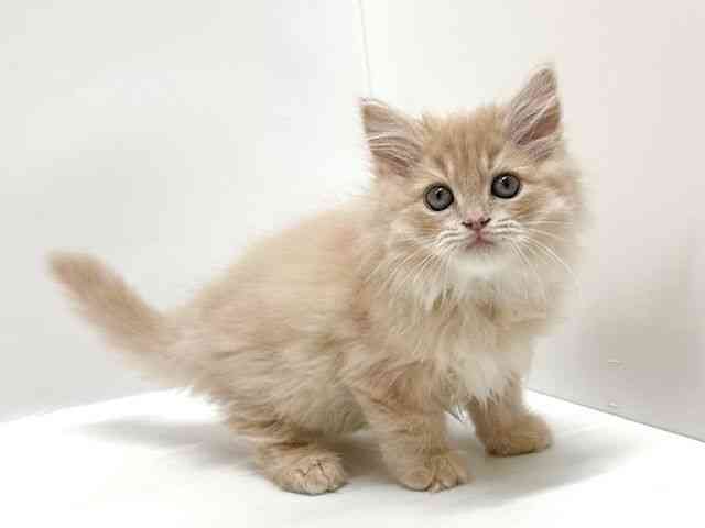 大阪府のサイベリアン (ひごペットフレンドリーアクロスプラザ住之江店/2025年10月18日生まれ/男の子/カメオタビー)の子猫の2枚目の画像