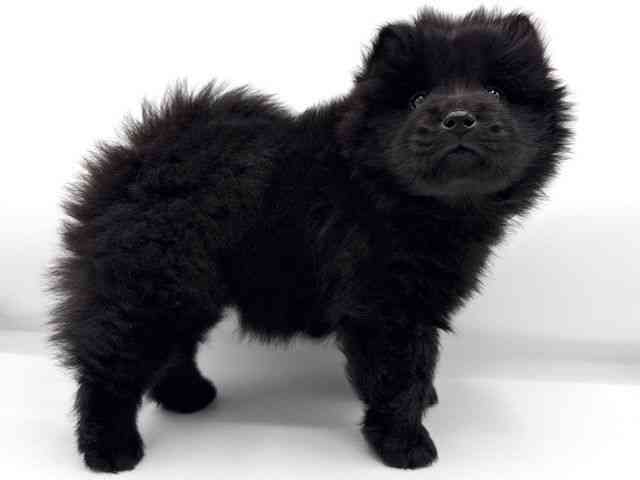 大阪府のチャウチャウ (ひごペットフレンドリーららぽーとEXPOCITY店/2025年10月17日生まれ/女の子/ブラック)の子犬の2枚目の画像