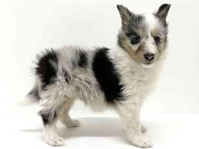 大阪府のシェットランドシープドッグ (ひごペットフレンドリーくずはモール店/2025年10月17日生まれ/女の子/ブルーマール)の子犬の2枚目の画像