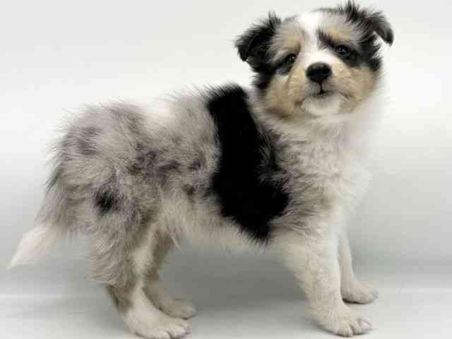 大阪府のシェットランドシープドッグ (ひごペットフレンドリーららぽーとEXPOCITY店/2025年10月17日生まれ/男の子/ブルーマール)の子犬の2枚目の画像