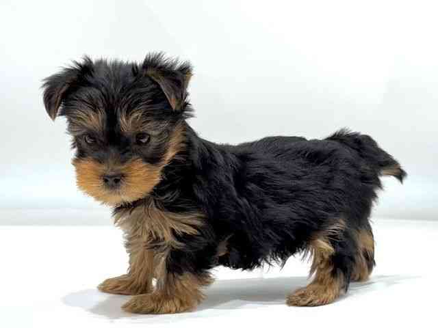 愛知県のヨークシャーテリア (ひごペットフレンドリーヴィアモール アピタ江南西店/2025年10月17日生まれ/男の子/スチールブルータン)の子犬の2枚目の画像