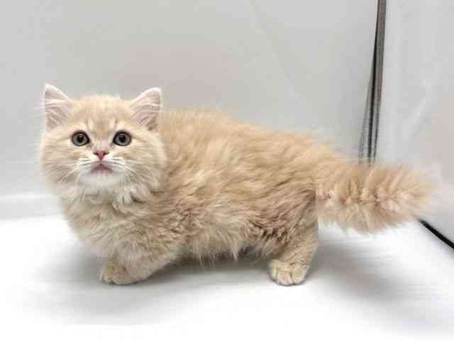 京都府のマンチカン (ひごペットフレンドリー京都店/2025年10月3日生まれ/男の子/クリームタビー)の子猫の2枚目の画像