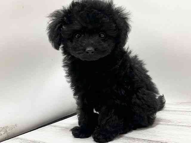 和歌山県のトイプードル(トイ) (ひごペットフレンドリーパームシティ和歌山店/2025年10月18日生まれ/女の子/ブラック)の子犬の2枚目の画像