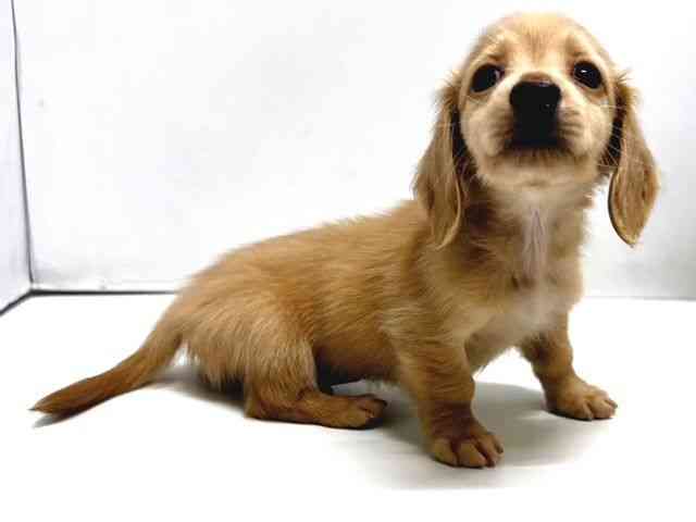 奈良県のカニンヘンダックスフンド(ロング) (ひごペットフレンドリー奈良パワーシティ店/2025年10月19日生まれ/男の子/イエロー)の子犬の2枚目の画像