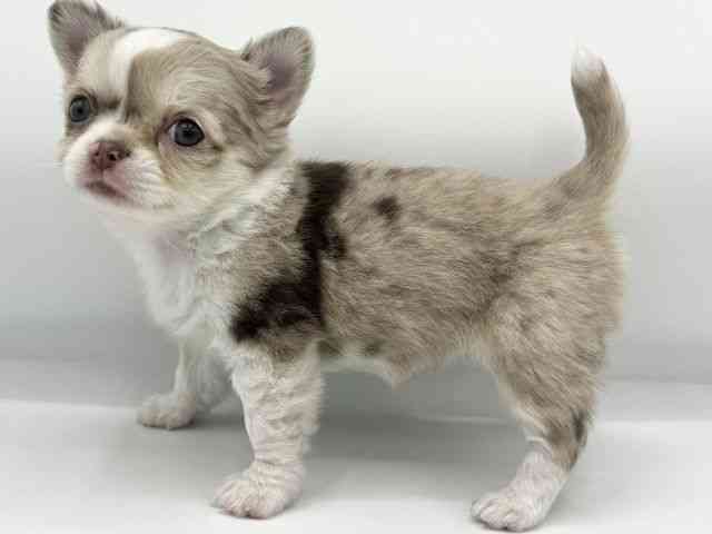 大阪府のチワワ(ロング) (ひごペットフレンドリーららぽーとEXPOCITY店/2025年10月18日生まれ/女の子/チョコレートマールホワイト)の子犬の2枚目の画像