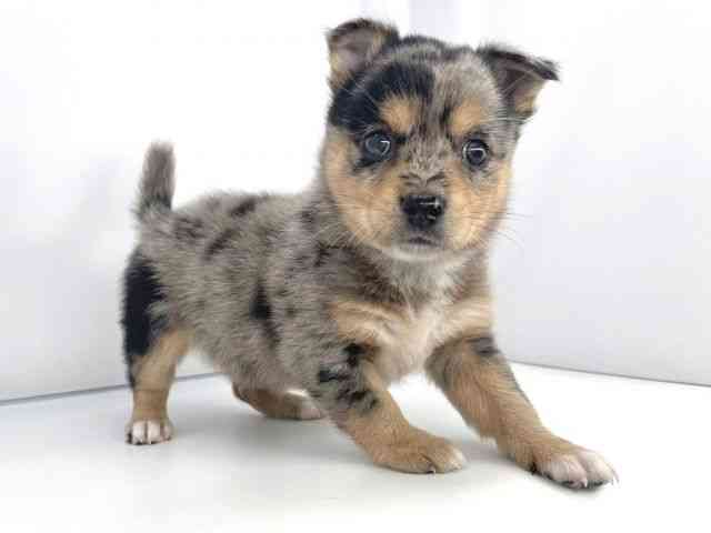 兵庫県のチワ柴/柴チワ/チワシバ(チワワ×柴) (ひごペットフレンドリーイオンタウン加古川店/2025年10月18日生まれ/男の子/ブルーマール)の子犬の2枚目の画像