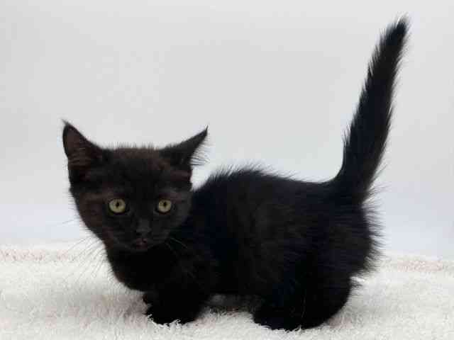 島根県のマンチカン (ひごペットフレンドリーイオンモール出雲店/2025年10月17日生まれ/男の子/ブラックスモーク)の子猫の2枚目の画像