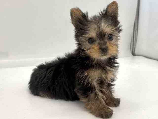 京都府のヨークシャーテリア (ひごペットフレンドリー京都店/2025年10月18日生まれ/女の子/スチールブルータン)の子犬の2枚目の画像