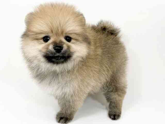 京都府のポメラニアン (ひごペットフレンドリーイズミヤショッピングセンター八幡店/2025年10月18日生まれ/男の子/オレンジ)の子犬の2枚目の画像