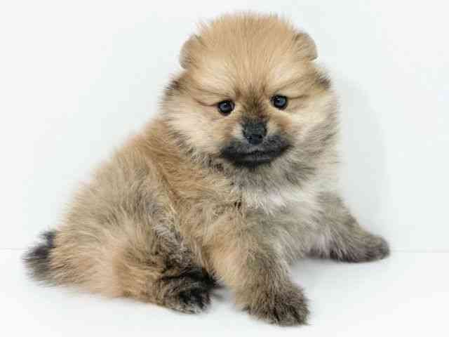 京都府のポメラニアン (ひごペットフレンドリーイズミヤショッピングセンター八幡店/2025年10月18日生まれ/男の子/オレンジ)の子犬の2枚目の画像