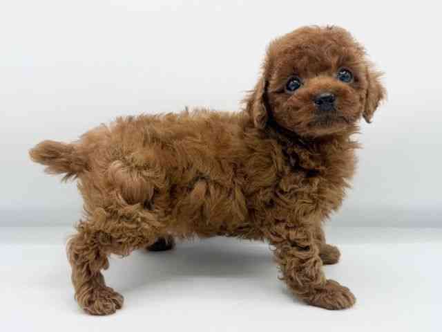 大阪府のトイプードル(トイ) (ひごペットフレンドリーららぽーとEXPOCITY店/2025年10月19日生まれ/男の子/レッド)の子犬の2枚目の画像