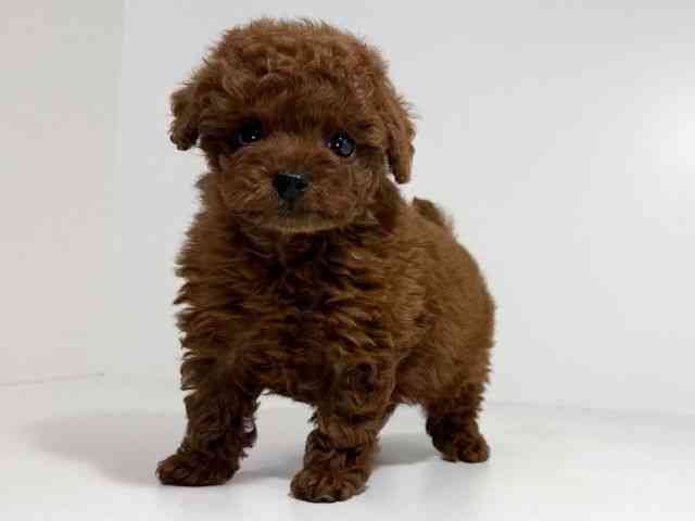 兵庫県のトイプードル(トイ) (ひごペットフレンドリーイトーヨーカドー明石店/2025年10月19日生まれ/女の子/レッド)の子犬の2枚目の画像