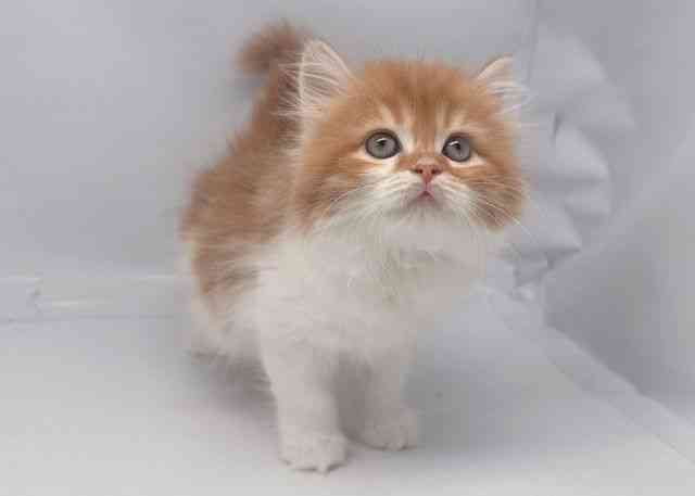 鳥取県のサイベリアン (ひごペットフレンドリーイオンモール鳥取北店/2025年10月18日生まれ/男の子/レッドタビーホワイト)の子猫の2枚目の画像