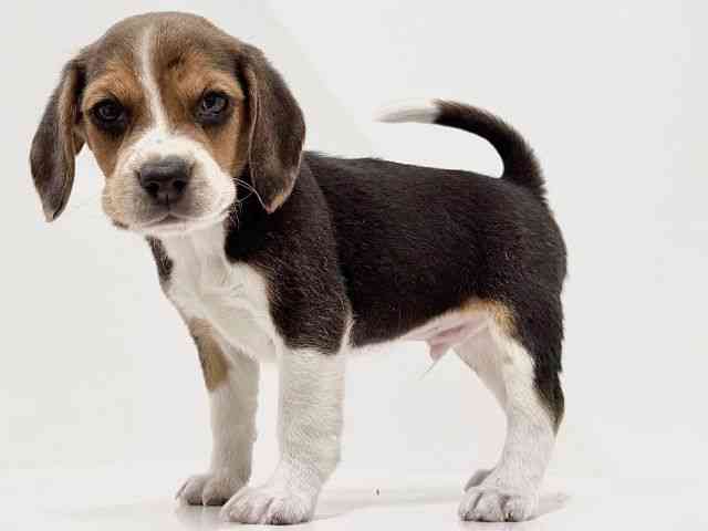 奈良県のビーグル (ひごペットフレンドリーイオンモール橿原ウエスト・ビレッジ店/2025年10月18日生まれ/男の子/ブラックホワイトタン)の子犬の2枚目の画像