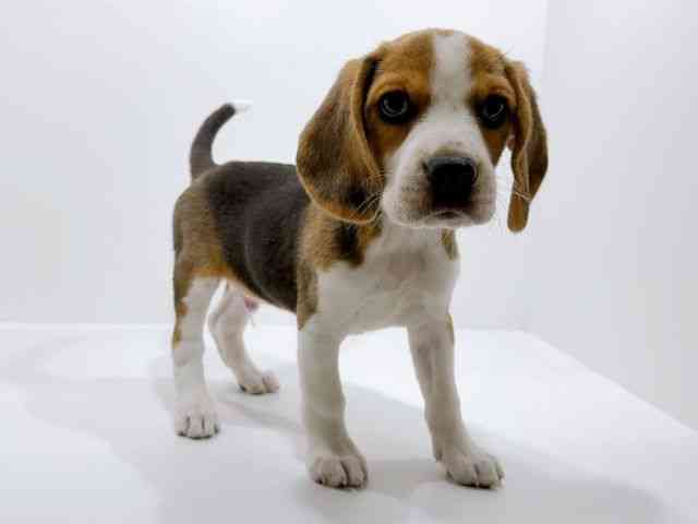 広島県のビーグル (ひごペットフレンドリーフジグラン神辺店/2025年10月18日生まれ/男の子/ブラックホワイトタン)の子犬の2枚目の画像