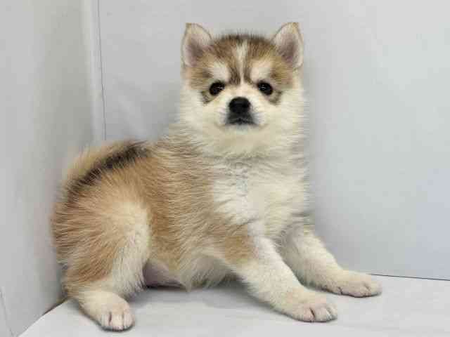 大阪府のポンスキー(ポメラニアン×シベリアンハスキー) (ひごペットフレンドリーセブンパーク天美店/2025年10月18日生まれ/女の子/レッドホワイト)の子犬の2枚目の画像