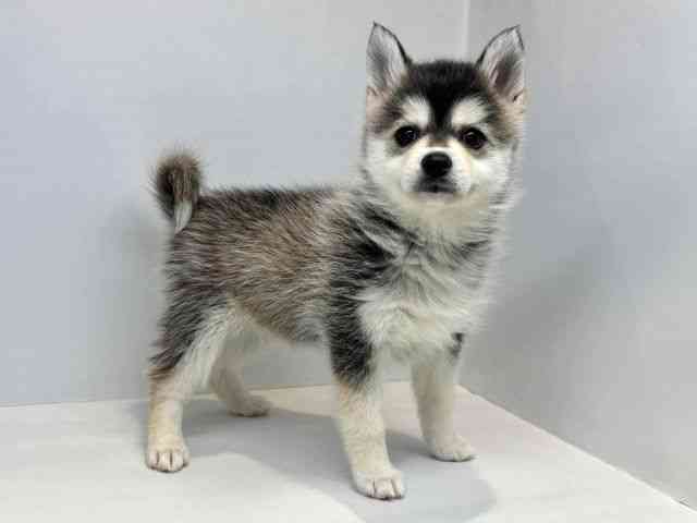 大阪府のポンスキー(ポメラニアン×シベリアンハスキー) (ひごペットフレンドリーセブンパーク天美店/2025年10月18日生まれ/女の子/ブラックホワイト)の子犬の2枚目の画像