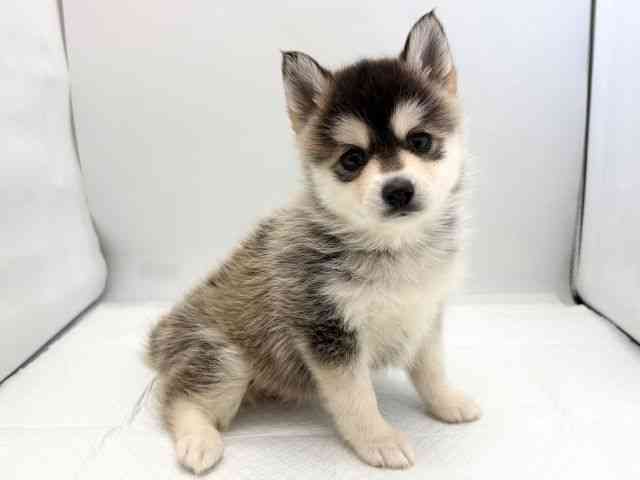 京都府のポンスキー(ポメラニアン×シベリアンハスキー) (ひごペットフレンドリー京都店/2025年10月18日生まれ/女の子/ブラックホワイト)の子犬の2枚目の画像