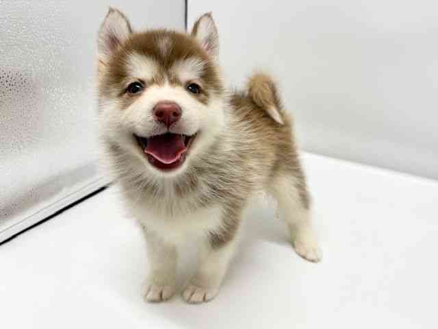 大阪府のポンスキー(ポメラニアン×シベリアンハスキー) (ひごペットフレンドリーイオンタウン豊中庄内店/2025年10月18日生まれ/男の子/チョコレートホワイト)の子犬の2枚目の画像