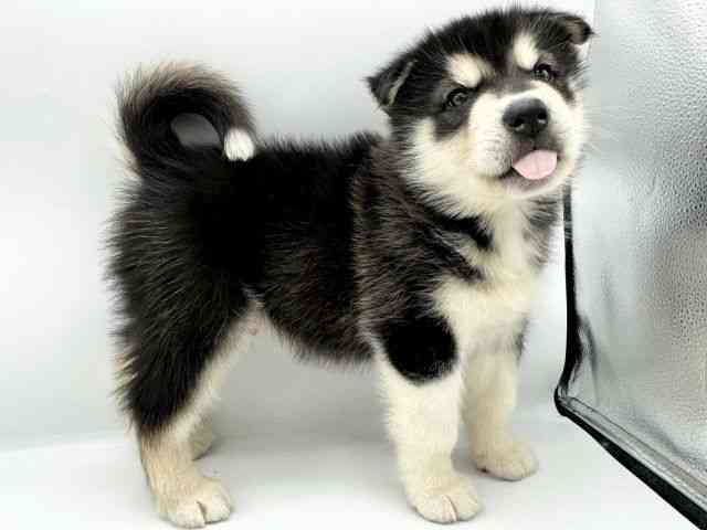 大阪府のアラスカンマラミュート (ひごペットフレンドリーららぽーとEXPOCITY店/2025年10月19日生まれ/男の子/ブラックホワイト)の子犬の2枚目の画像