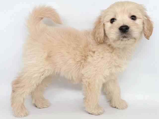 大阪府のゴールデンドゥードゥル(ゴールデン×プードル) (ひごペットフレンドリー瓜破店/2025年10月19日生まれ/男の子/クリーム)の子犬の2枚目の画像