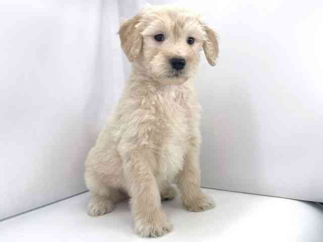 兵庫県のゴールデンドゥードゥル(ゴールデン×プードル) (ひごペットフレンドリーイオンタウン加古川店/2025年10月19日生まれ/男の子/クリーム)の子犬の2枚目の画像