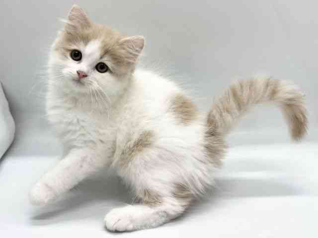 京都府のサイベリアン (ひごペットフレンドリー京都店/2025年10月18日生まれ/男の子/クリームホワイト)の子猫の2枚目の画像