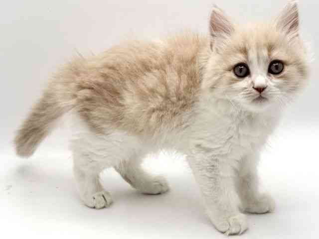 大阪府のサイベリアン (ひごペットフレンドリーみのおキューズモール店/2025年10月18日生まれ/男の子/クリームホワイト)の子猫の2枚目の画像