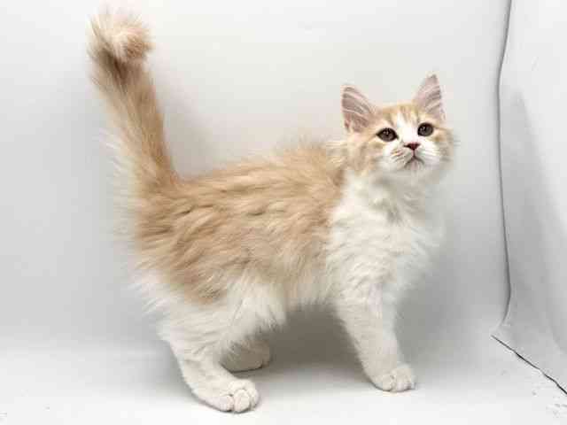 大阪府のサイベリアン (ひごペットフレンドリーみのおキューズモール店/2025年10月18日生まれ/男の子/クリームホワイト)の子猫の2枚目の画像