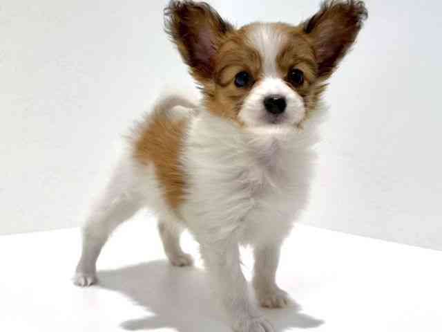 大阪府のパピヨン (ひごペットフレンドリーイオン高槻店/2025年10月18日生まれ/女の子/ホワイトブラウン)の子犬の2枚目の画像