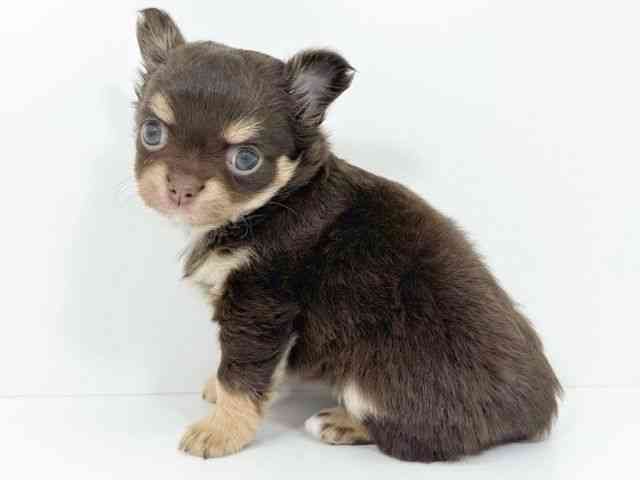 京都府のチワワ(ロング) (ひごペットフレンドリーイズミヤショッピングセンター八幡店/2025年10月18日生まれ/女の子/チョコレートタンホワイト)の子犬の2枚目の画像