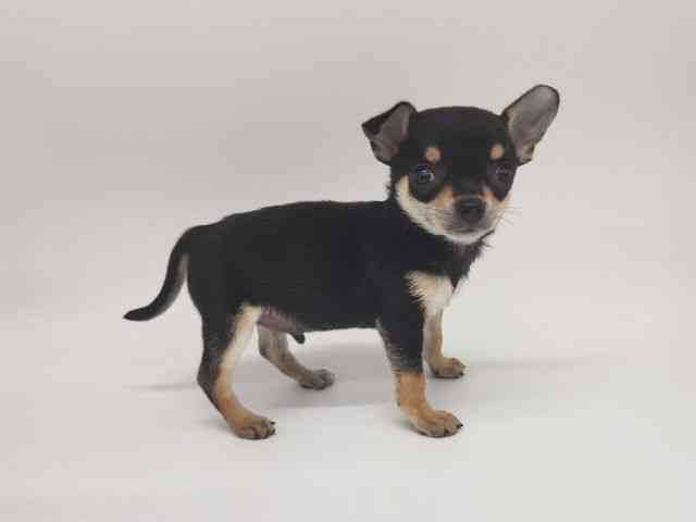 大阪府のチワワ(スムース) (ひごペットフレンドリー泉ヶ丘店/2025年10月18日生まれ/男の子/ブラックタンホワイト)の子犬の2枚目の画像