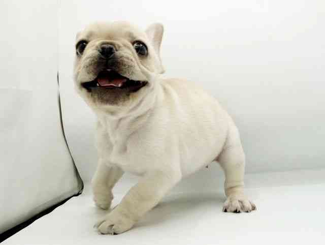 兵庫県のフレンチブルドッグ (ひごペットフレンドリーコロワ甲子園店/2025年10月18日生まれ/女の子/クリーム)の子犬の2枚目の画像