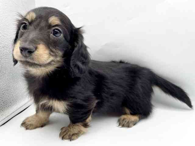 奈良県のミニチュアダックスフンド(ロング) (ひごペットフレンドリートナリエ大和高田店/2025年10月16日生まれ/女の子/ブラックタン)の子犬の2枚目の画像