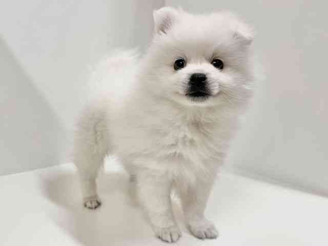 奈良県の日本スピッツ (ひごペットフレンドリーイオンモール橿原ウエスト・ビレッジ店/2025年10月15日生まれ/男の子/ホワイト)の子犬の2枚目の画像