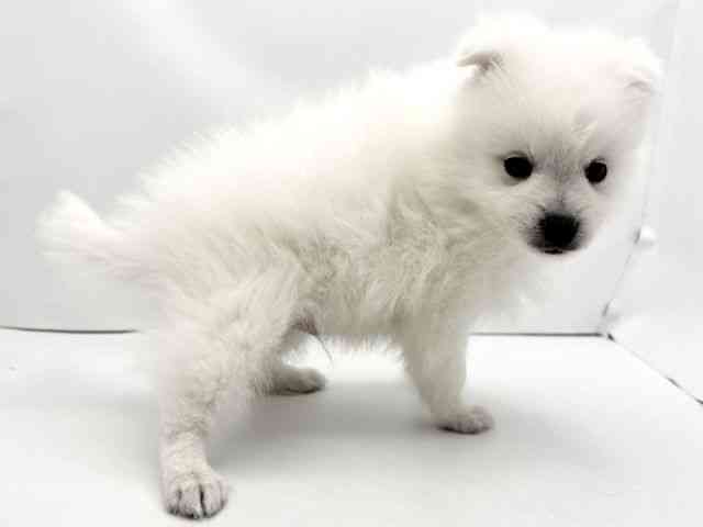 兵庫県の日本スピッツ (ひごペットフレンドリークラウンパーク伊丹店/2025年10月15日生まれ/男の子/ホワイト)の子犬の2枚目の画像