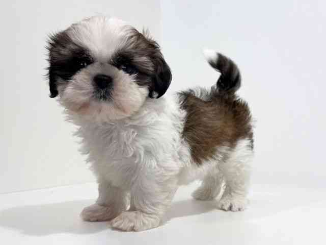 兵庫県のシーズー (ひごペットフレンドリーイトーヨーカドー明石店/2025年10月17日生まれ/男の子/ホワイトゴールド)の子犬の2枚目の画像